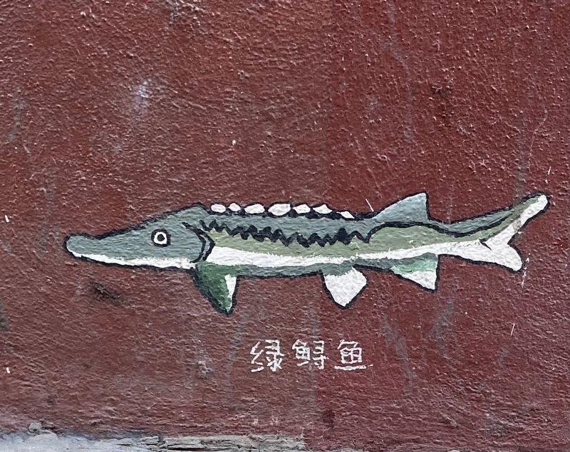 Mural closeup: Green Sturgeon / 绿鲟鱼. Click for full size. Mural closeup: Green Sturgeon / 绿鲟鱼 image. Click for full size.