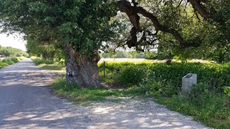 The view of the Wedding Oak and Marker from the road image. Click for full size.
