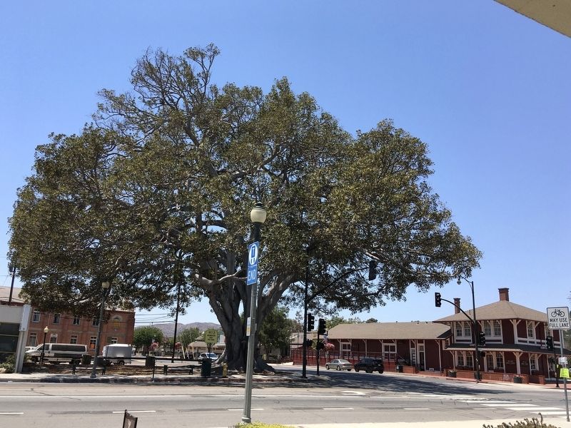 Moreton Bay Fig Tree. Click for full size. Moreton Bay Fig Tree image. Click for full size.