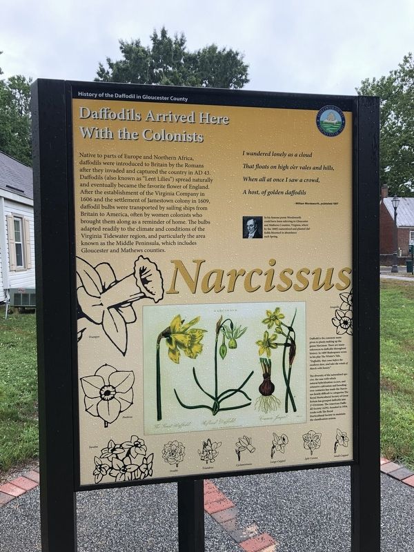 Daffodils Arrived Here With the Colonists Marker image. Click for full size.
