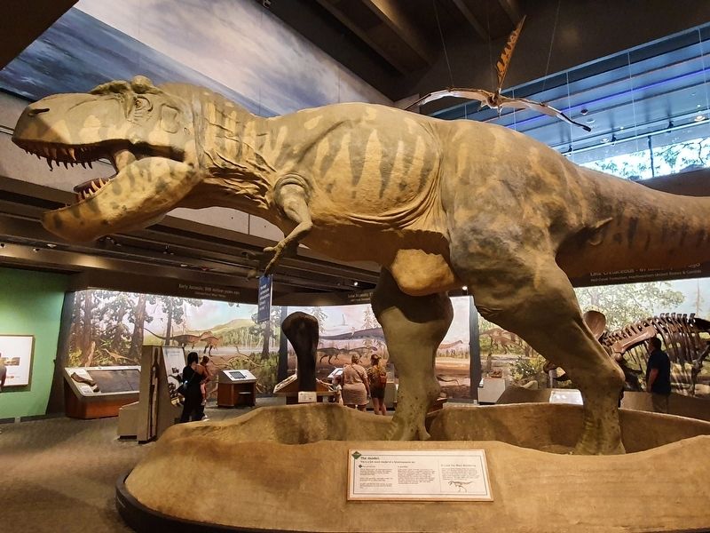 The newer replica of Tyrannosaurus rex, inside the museum image. Click for full size.