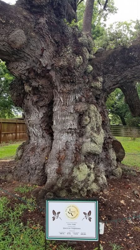 The Columbus Oak and Marker. Click for full size. The Columbus Oak and Marker image. Click for full size.
