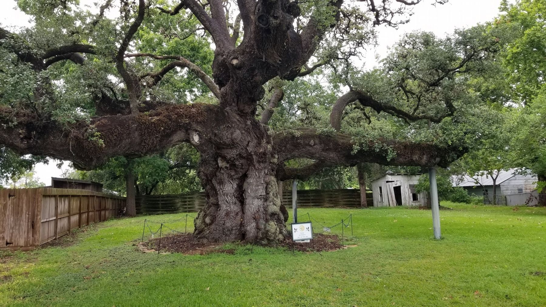 The Columbus Oak and Marker from the street image. Click for full size.