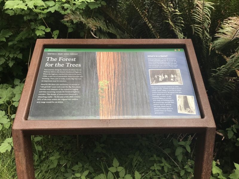 The Forest for the Trees Marker. Click for full size. The Forest for the Trees Marker image. Click for full size.