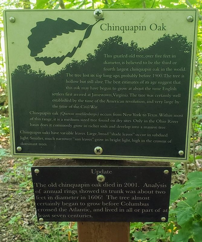 Chinquapin Oak Marker image. Click for full size.