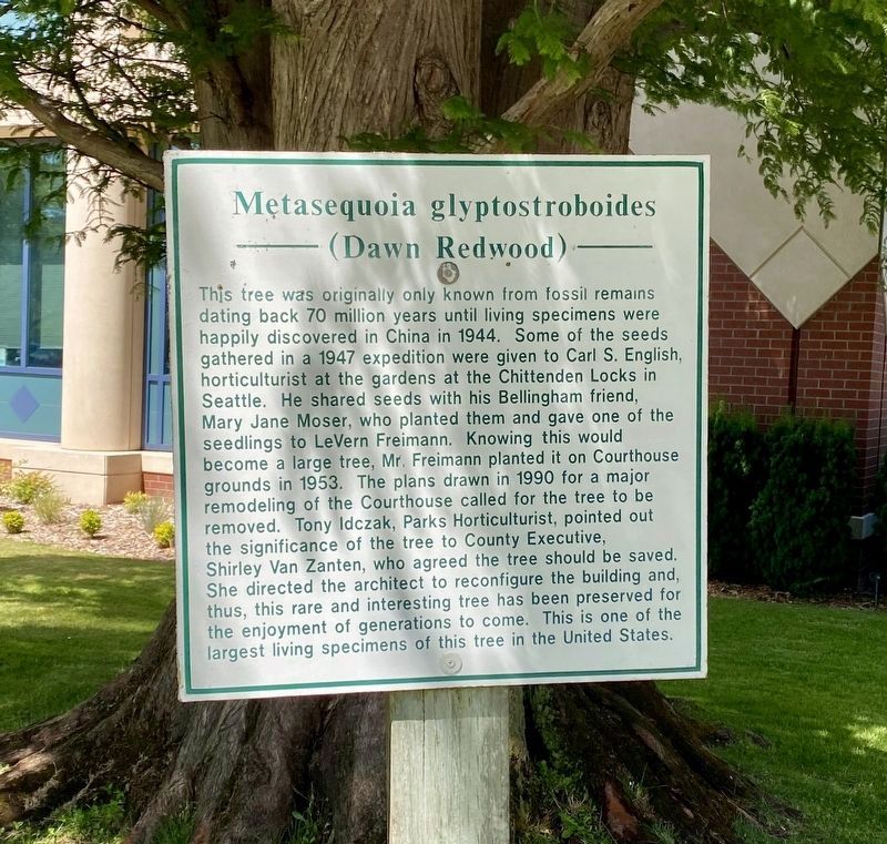 Metasequoia glyptostroboides (Dawn Redwood) Marker. Click for full size. Metasequoia glyptostroboides (Dawn Redwood) Marker image. Click for full size.