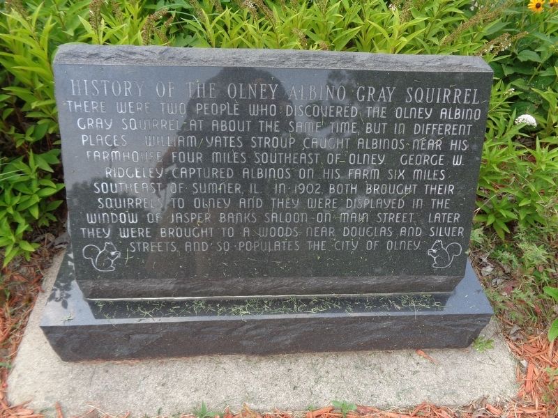 History of the Olney Albino Gray Squirrel Marker image. Click for full size.