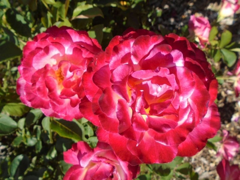National Rosie the Riveter Memorial Rose Garden Detail image. Click for full size.