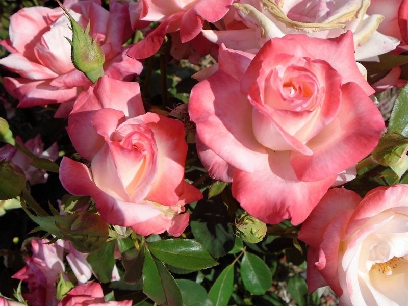 National Rosie the Riveter Memorial Rose Garden Detail image. Click for full size.