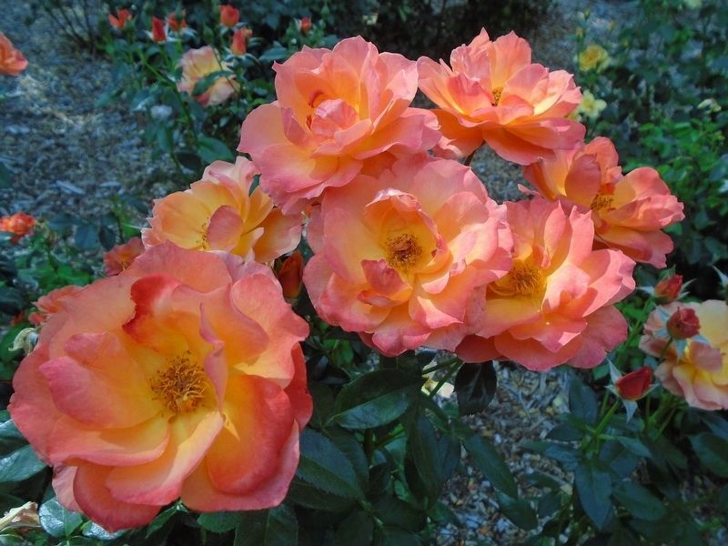 National Rosie the Riveter Memorial Rose Garden Detail image. Click for full size.