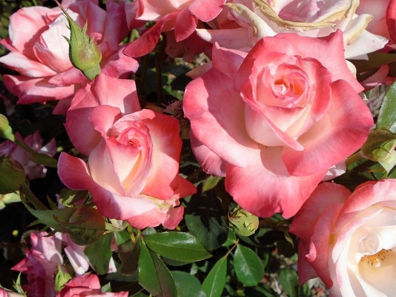 National Rosie the Riveter Memorial Rose Garden Detail. Click for full size. National Rosie the Riveter Memorial Rose Garden Detail image. Click for full size.