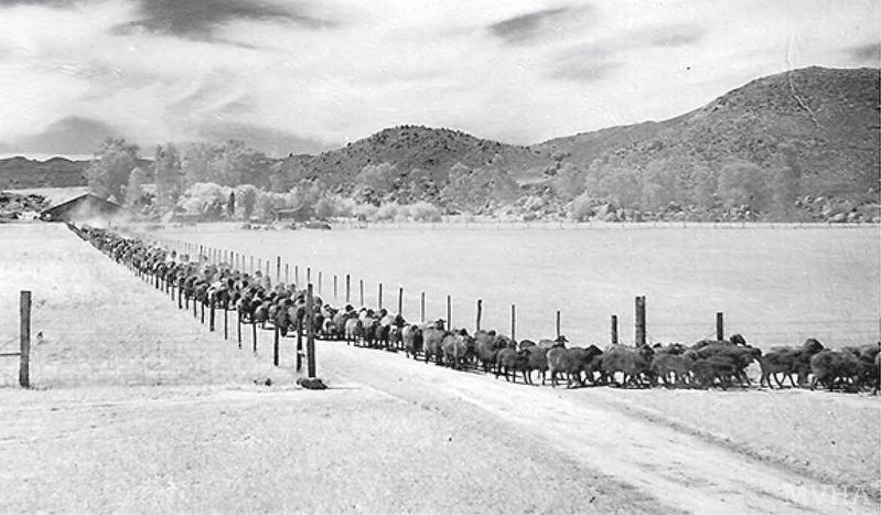 Sheep on the Ranch, Late 1940’s image. Click for full size.