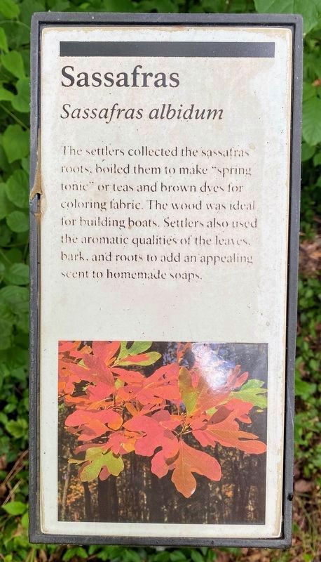 Sassafras Marker image. Click for full size.
