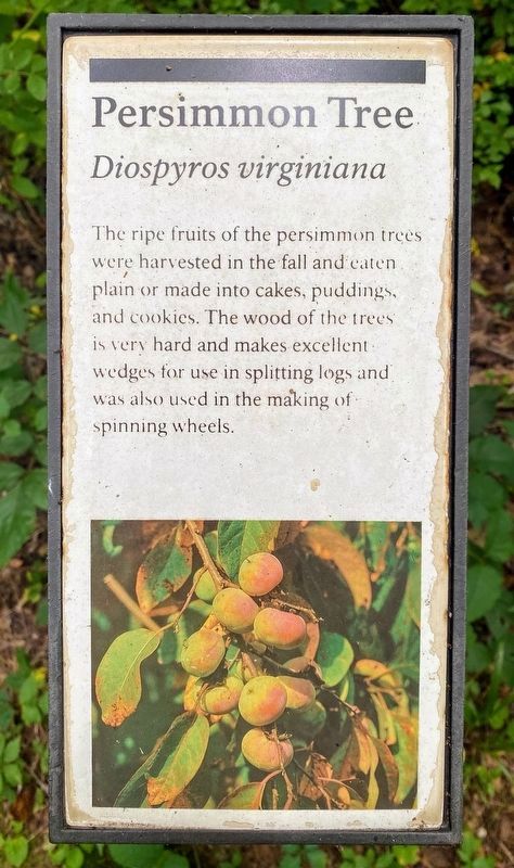 Persimmon Tree Marker image. Click for full size.
