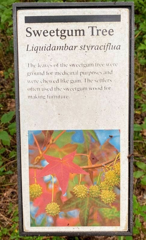 Sweetgum Tree Marker. Click for full size. Sweetgum Tree Marker image. Click for full size.