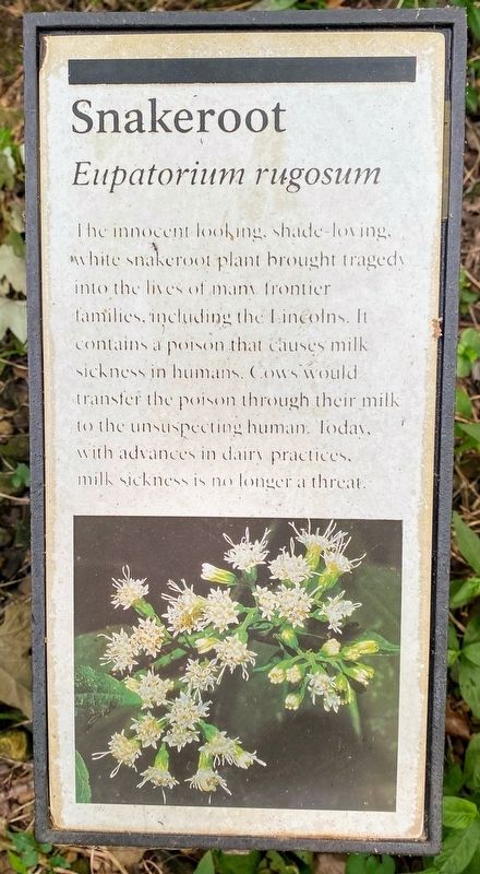 Snakeroot Marker. Click for full size. Snakeroot Marker image. Click for full size.
