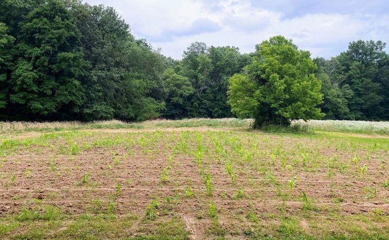 Crop Fields At the Lincoln Boyhood Farm image. Click for full size.