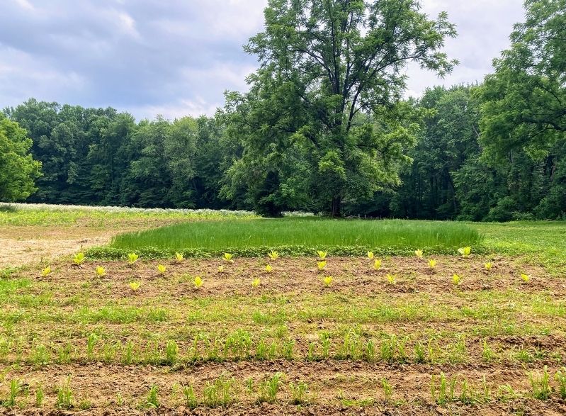Crop Fields At the Lincoln Boyhood Farm image. Click for full size.