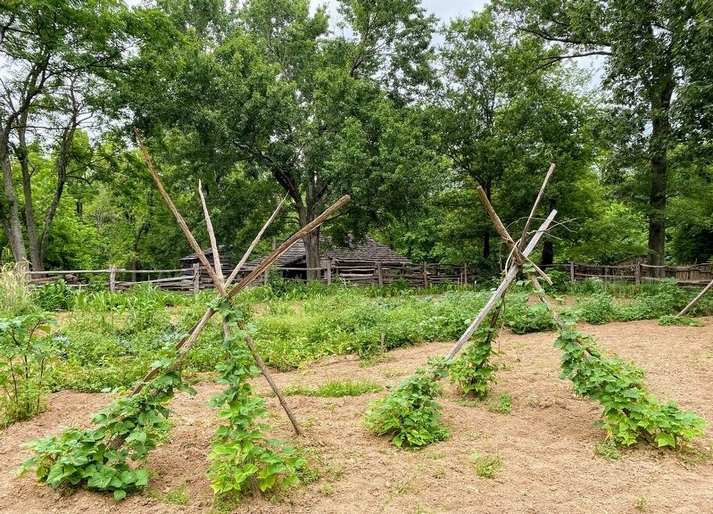 Lincoln Boyhood Farm Kitchen Garden. Click for full size. Lincoln Boyhood Farm Kitchen Garden image. Click for full size.