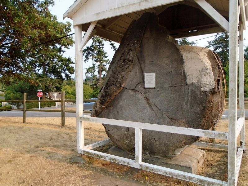 Douglas Fir Slab and Marker (back). Click for full size. Douglas Fir Slab and Marker (back) image. Click for full size.