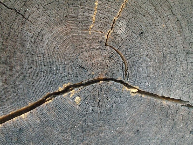 Douglas Fir Log Detail. Click for full size. Douglas Fir Log Detail image. Click for full size.