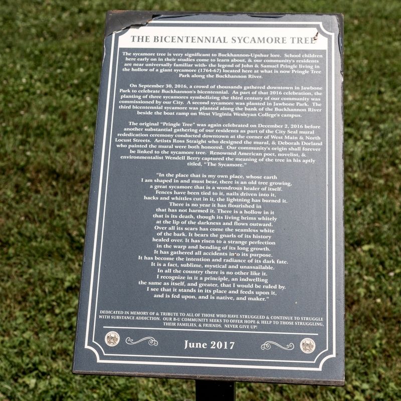 The Bicentennial Sycamore Tree Marker. Click for full size. The Bicentennial Sycamore Tree Marker image. Click for full size.
