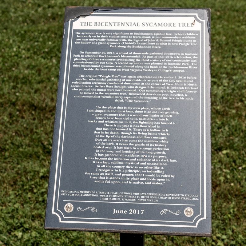 The Bicentennial Sycamore Tree Marker image. Click for full size.