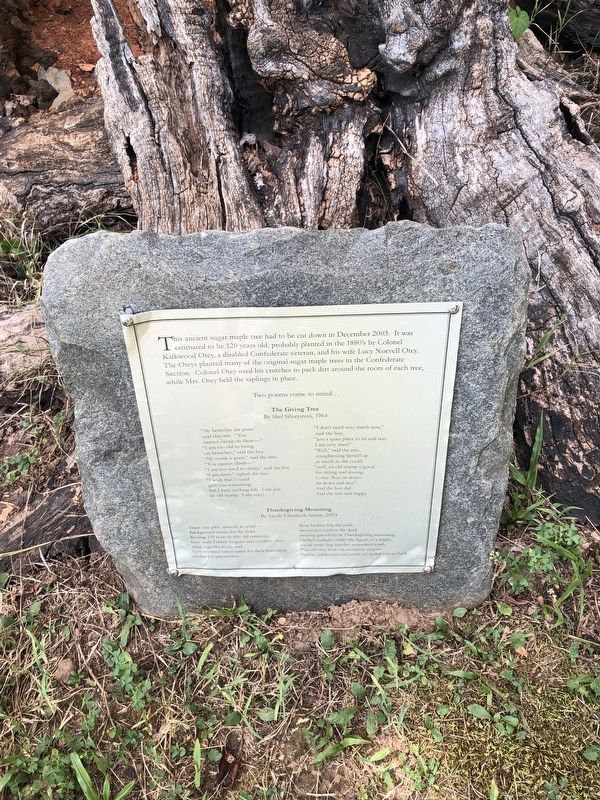 Ancient Sugar Maple Tree Marker. Click for full size. Ancient Sugar Maple Tree Marker image. Click for full size.