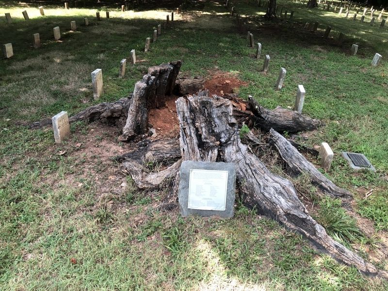 Ancient Sugar Maple Tree Marker. Click for full size. Ancient Sugar Maple Tree Marker image. Click for full size.