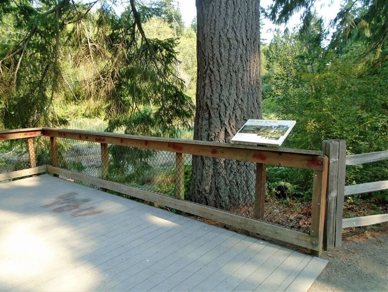 Peninsula High School Salmon Rearing Program Marker. Click for full size. Peninsula High School Salmon Rearing Program Marker image. Click for full size.
