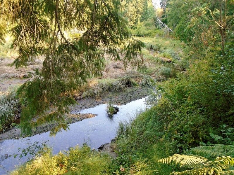 Crescent Creek View From Observation Platform. Click for full size. Crescent Creek View From Observation Platform image. Click for full size.