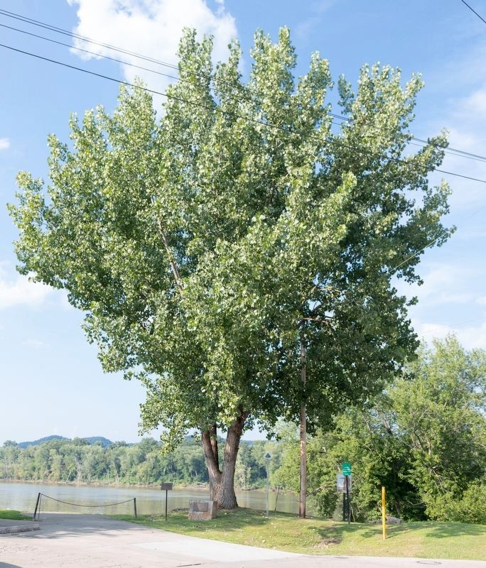Vanceburg’s Lewis and Clark Cottonwood Tree image. Click for full size.