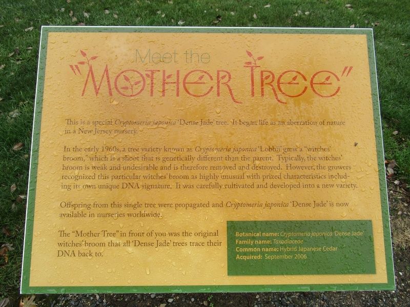 Meet the Mother Tree Marker image. Click for full size.