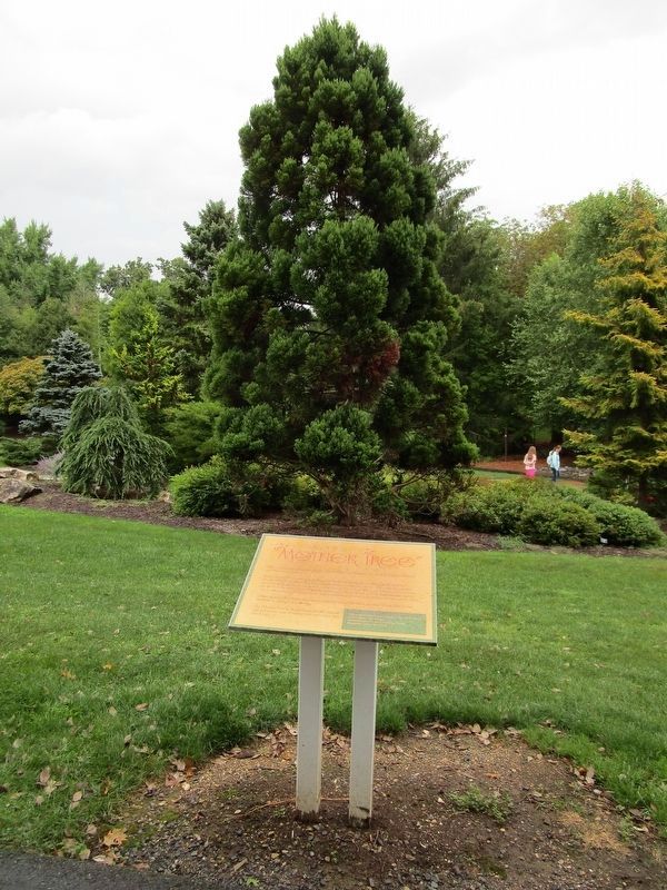 Meet the Mother Tree & Marker image. Click for full size.