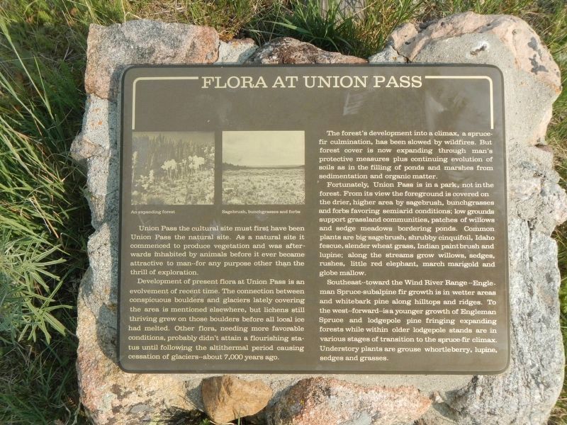 Flora at Union Pass Marker image. Click for full size.