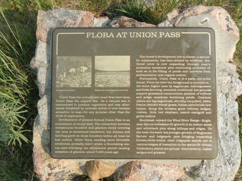 Flora at Union Pass Marker. Click for full size. Flora at Union Pass Marker image. Click for full size.