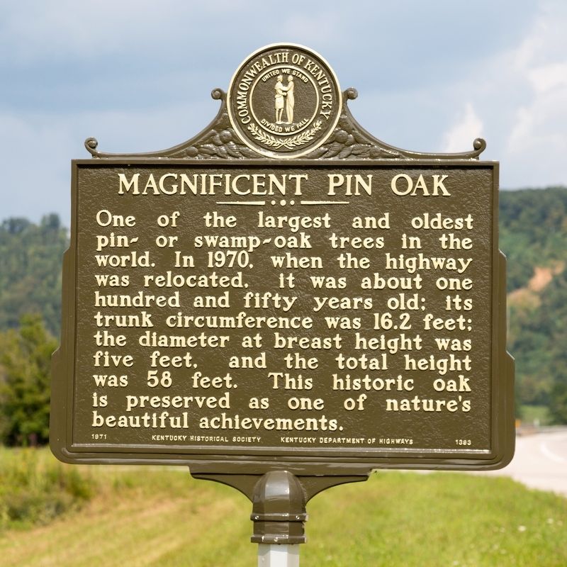 Magnificent Pin Oak Marker image. Click for full size.