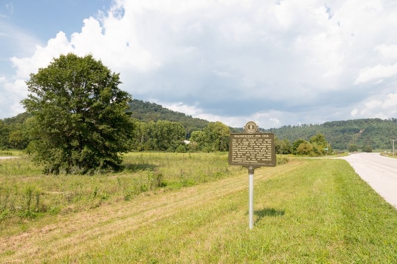 Magnificent Pin Oak Marker image. Click for full size.