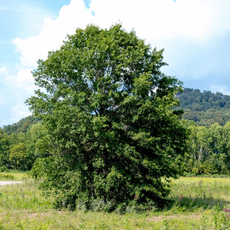 Perhaps This is the Magnificent Pin Oak image. Click for full size.