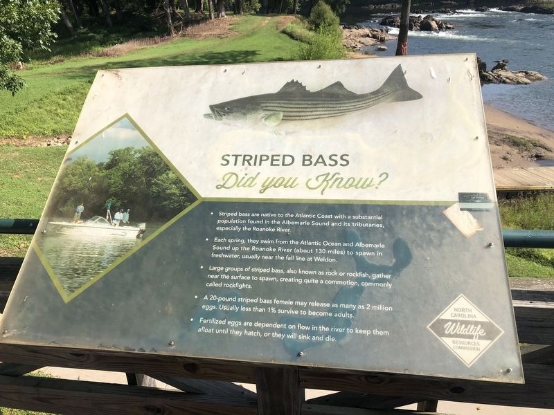 Striped Bass (Nearby nature marker) image. Click for full size.