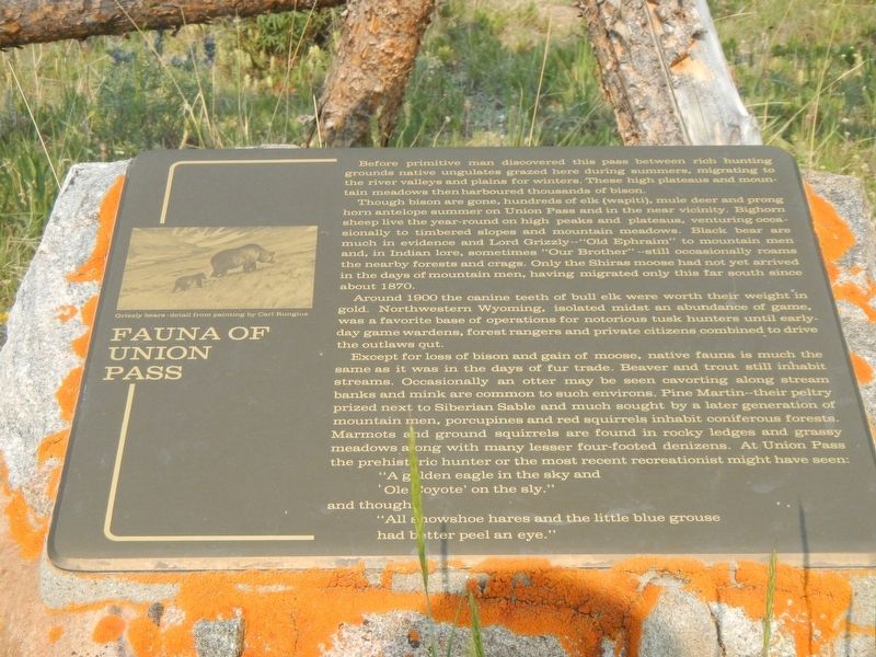 Fauna of Union Pass Marker. Click for full size. Fauna of Union Pass Marker image. Click for full size.