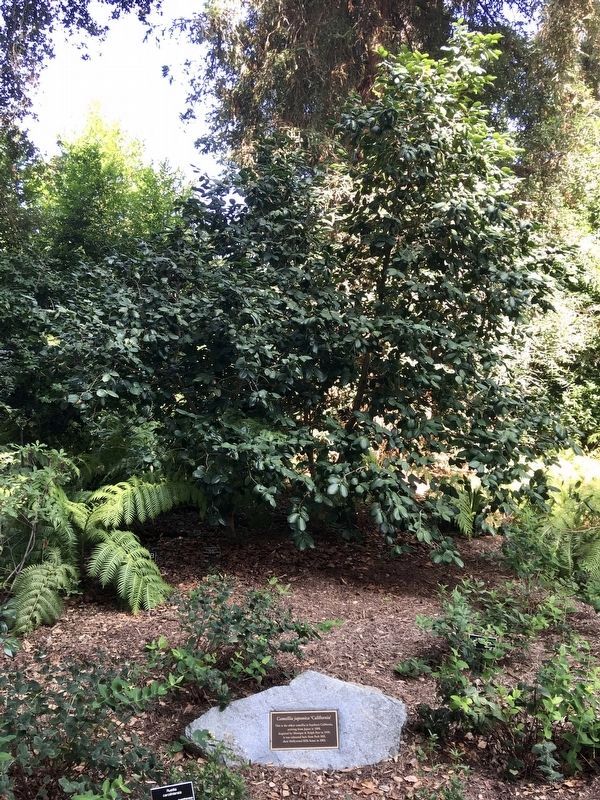 Camellia Japonica ‘California’ and Marker. Click for full size. Camellia Japonica ‘California’ and Marker image. Click for full size.