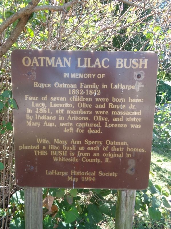 Oatman Lilac Bush Marker image. Click for full size.