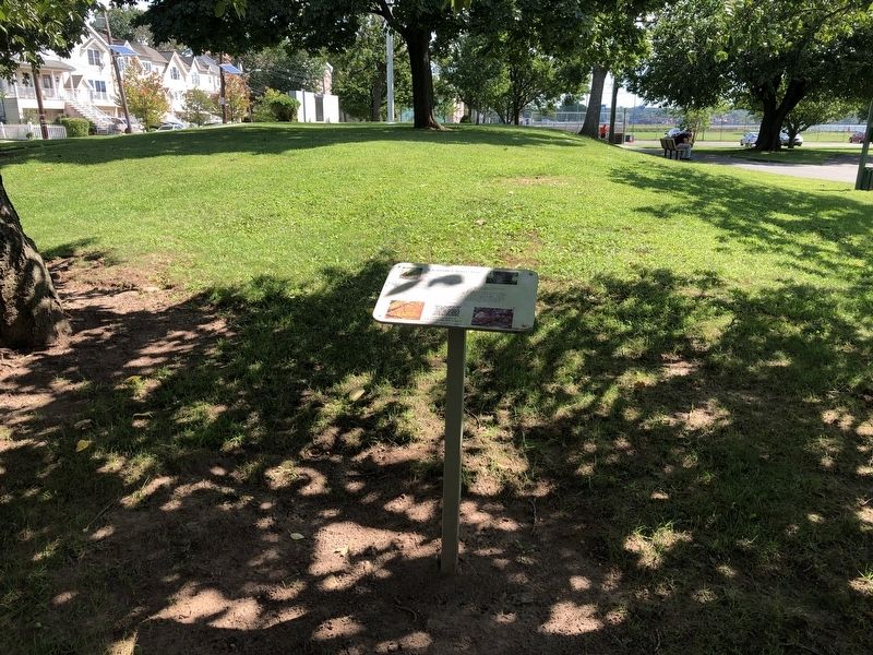 Kwanzan Cherry Tree Marker. Click for full size. Kwanzan Cherry Tree Marker image. Click for full size.