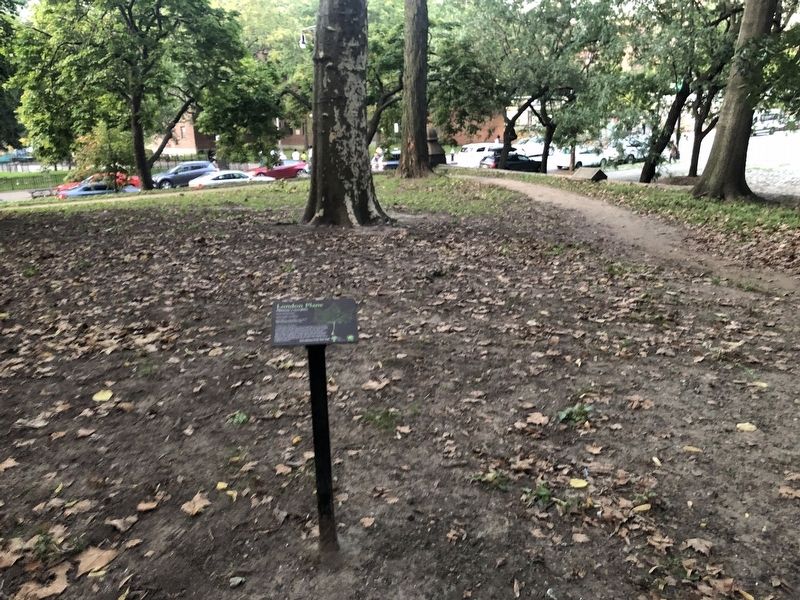 London Plane Marker. Click for full size. London Plane Marker image. Click for full size.