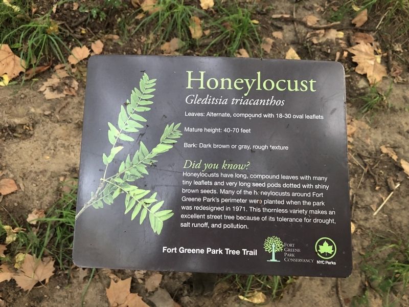 Honeylocust Marker image. Click for full size.