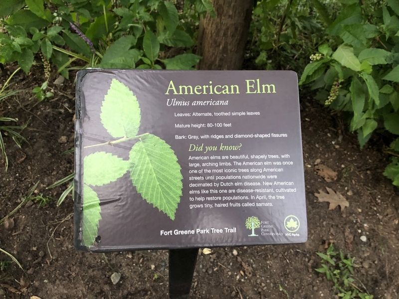 American Elm Marker image. Click for full size.