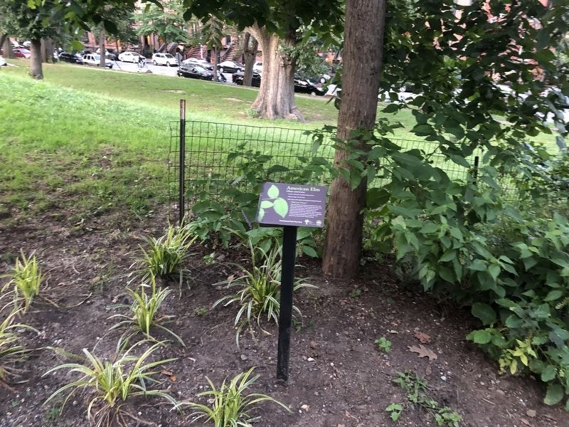 American Elm Marker. Click for full size. American Elm Marker image. Click for full size.