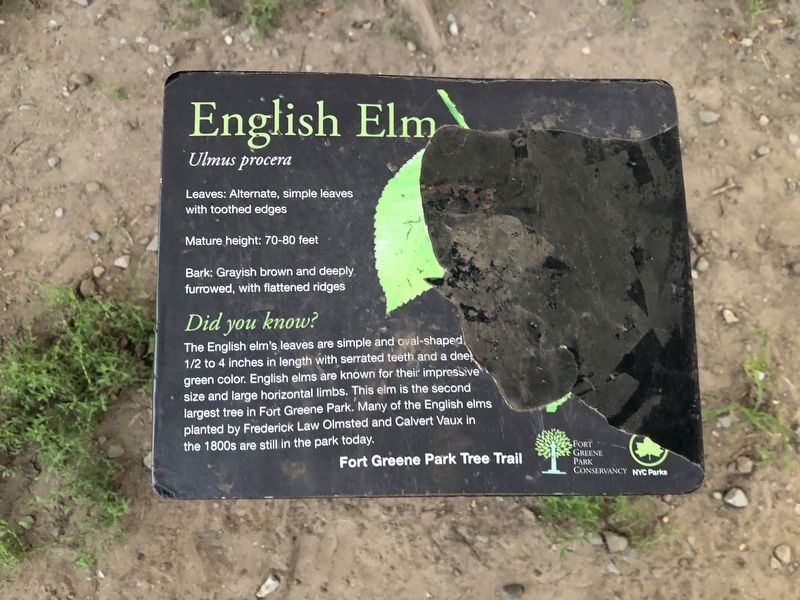 English Elm Marker image. Click for full size.