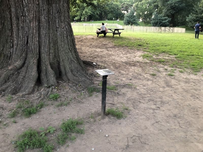 English Elm Marker. Click for full size. English Elm Marker image. Click for full size.